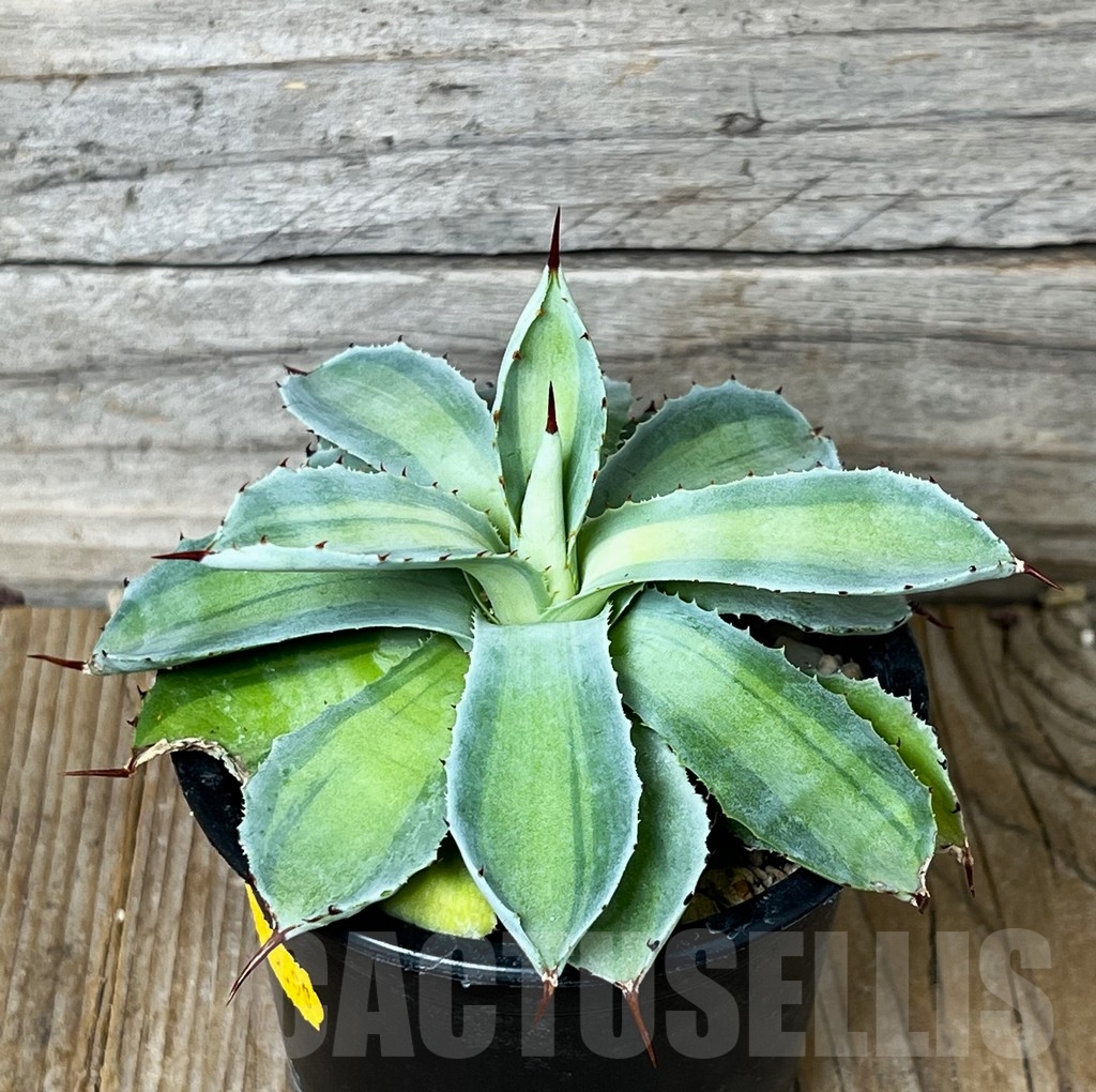 SHPR16090 Agave potatorum 'Lime Green' - Image 2