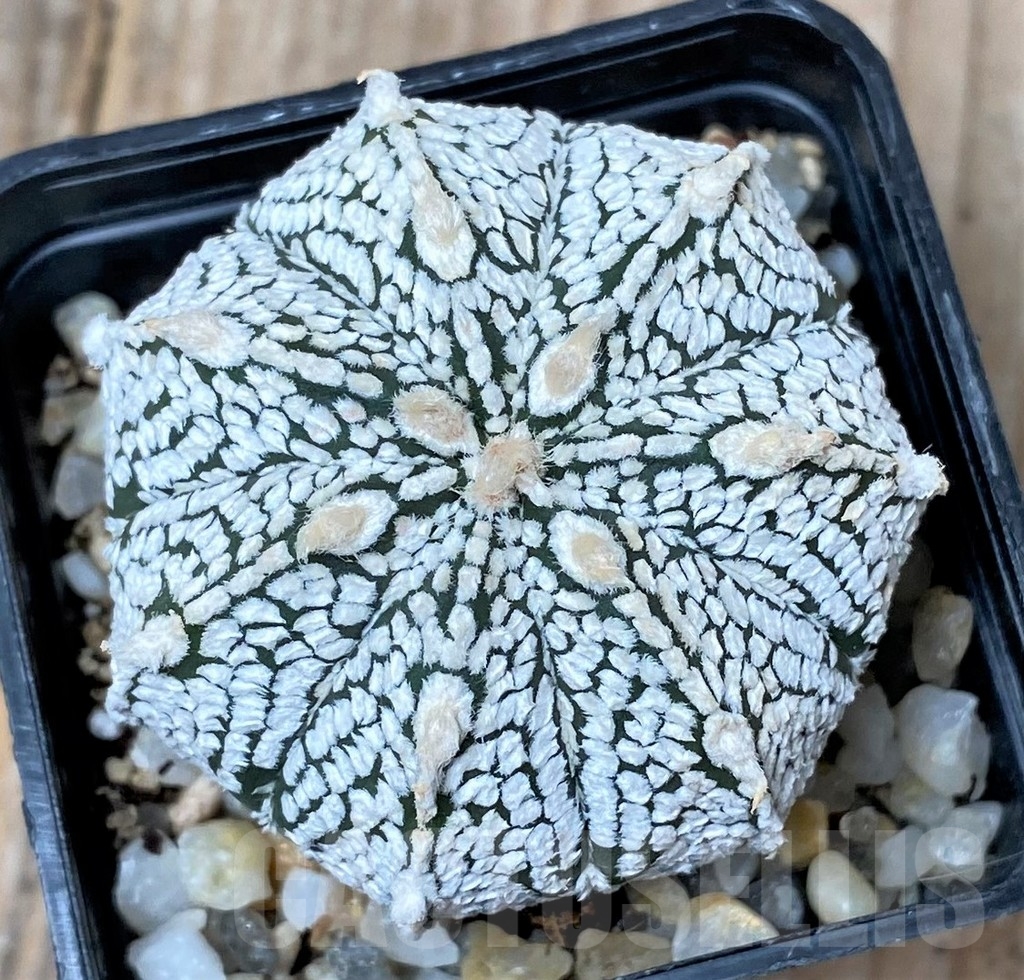 SHPR9986 Astrophytum asterias 'Super Kabuto'