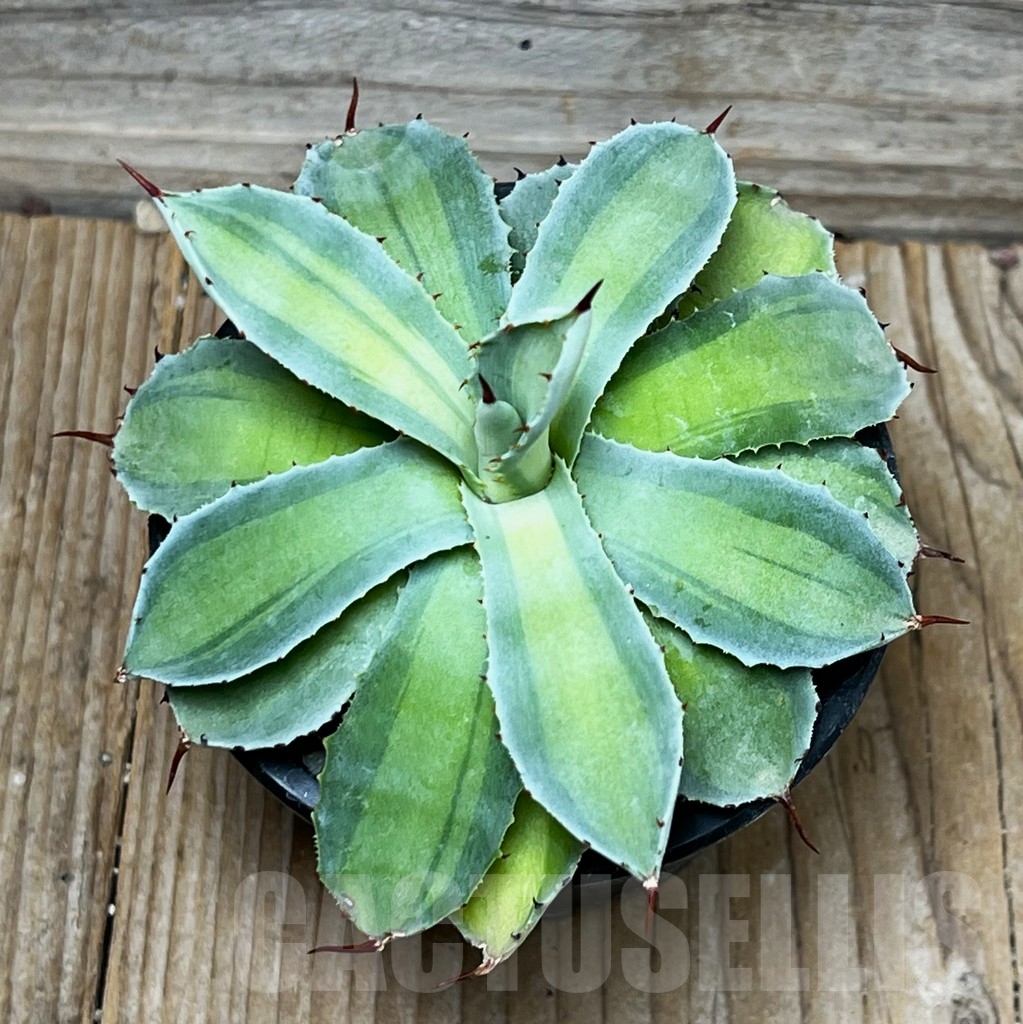 SHPR16090 Agave potatorum 'Lime Green'