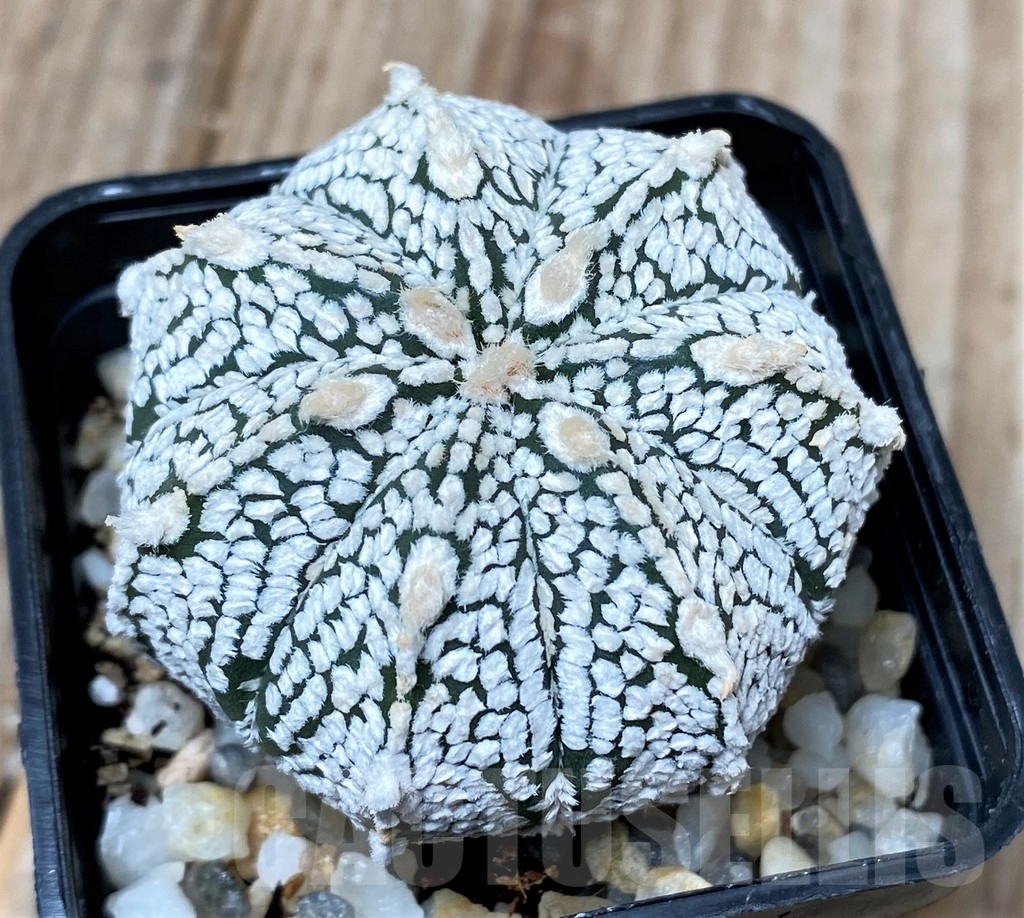 SHPR9986 Astrophytum asterias 'Super Kabuto' - Image 2