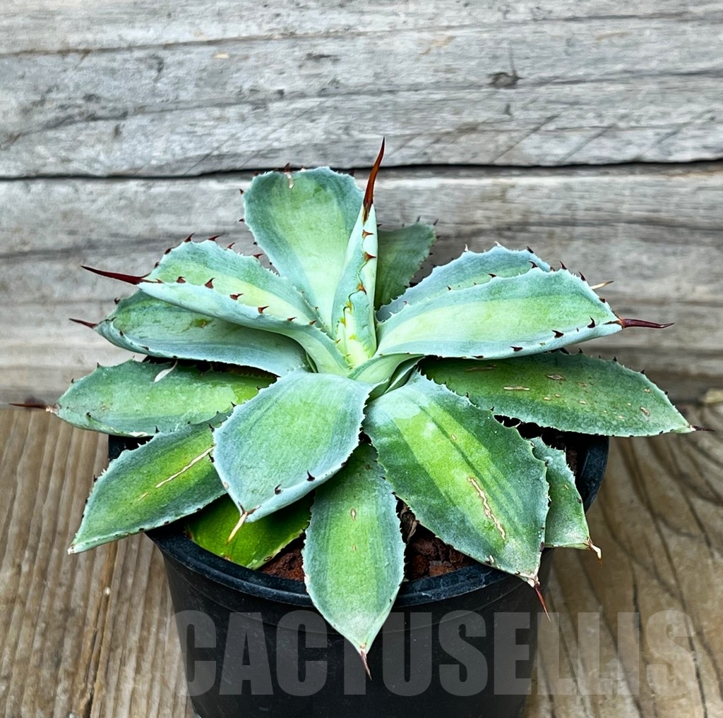 SHPR16091 Agave potatorum 'Lime Green' - Imagen 2