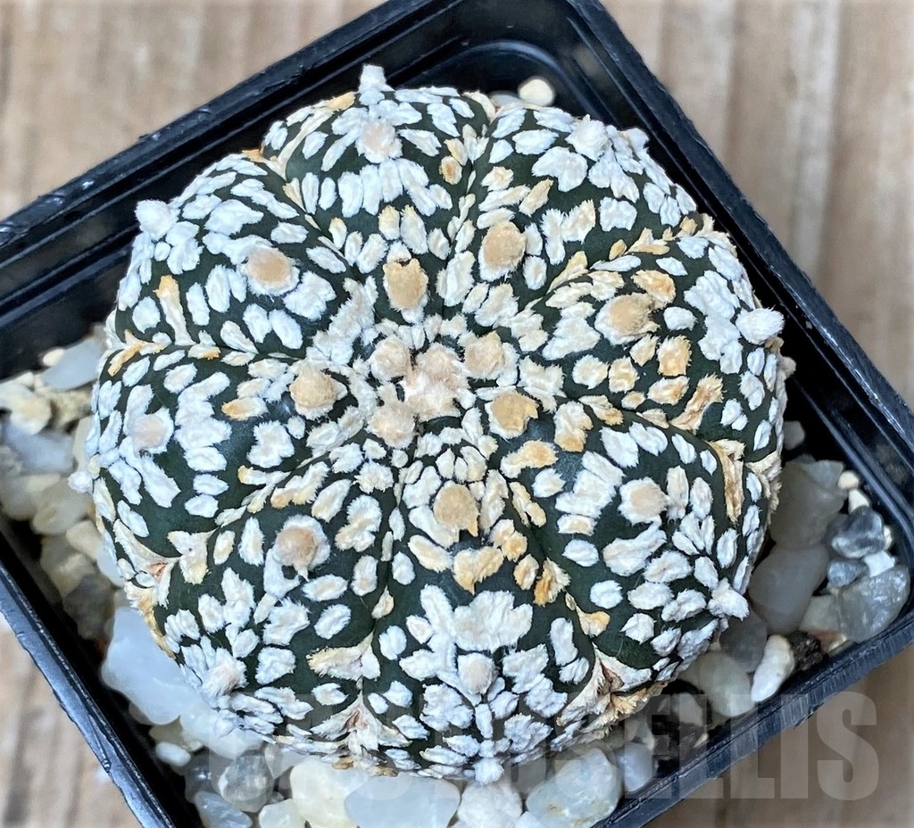 SHPR9990 Astrophytum asterias 'Super Kabuto'