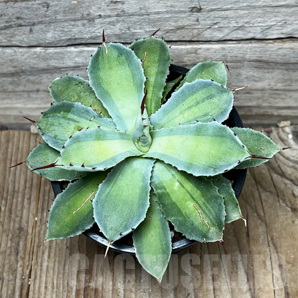 SHPR16091 Agave potatorum 'Lime Green'