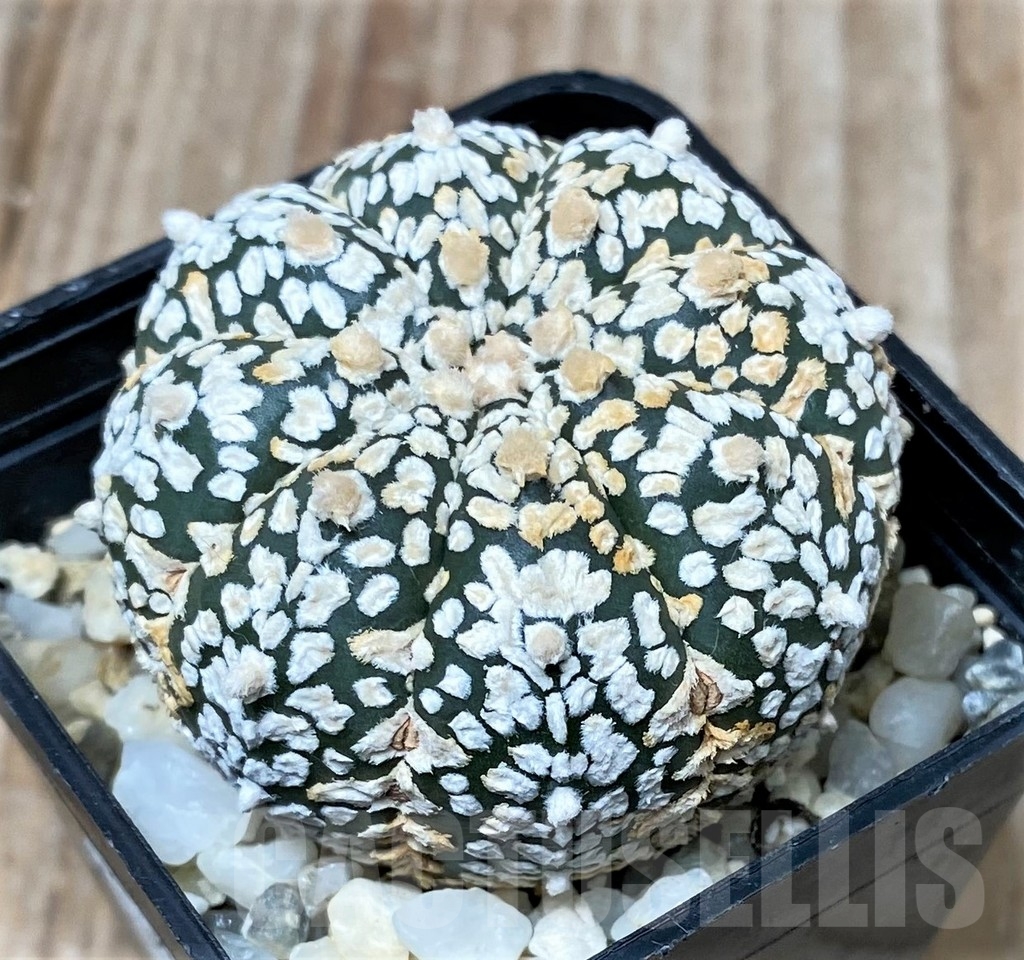 SHPR9990 Astrophytum asterias 'Super Kabuto' - Image 2