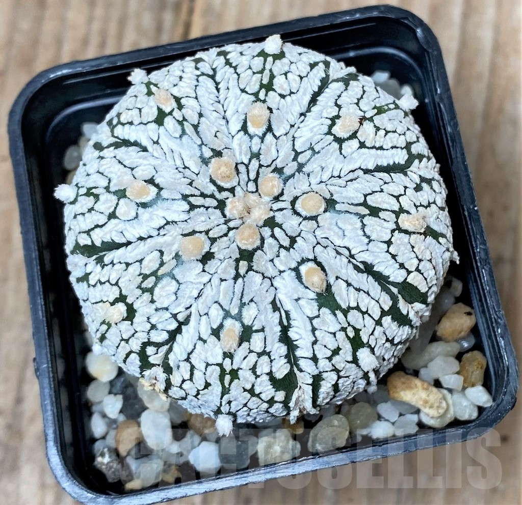 SHPR9991 Astrophytum asterias 'Super Kabuto' - Image 2