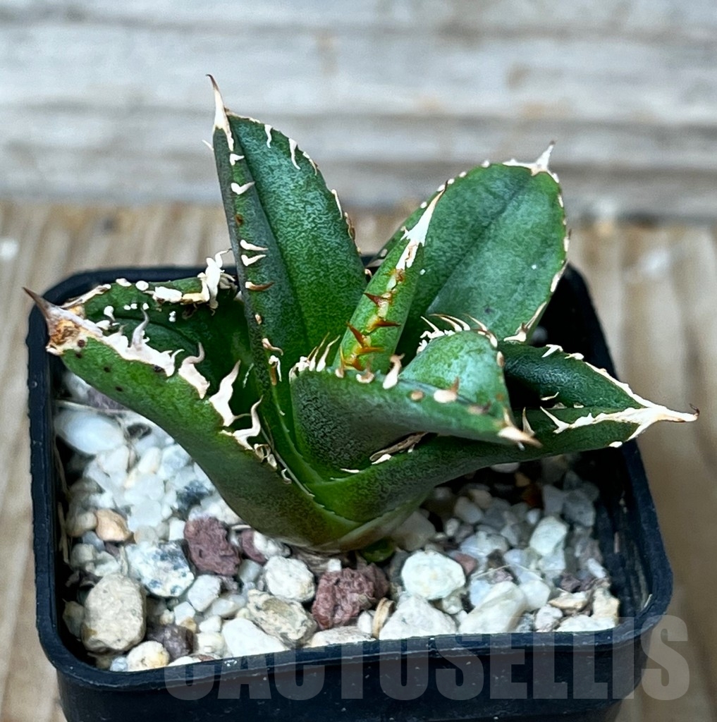 SHPR16092 Agave titanota Sierra Mixteca