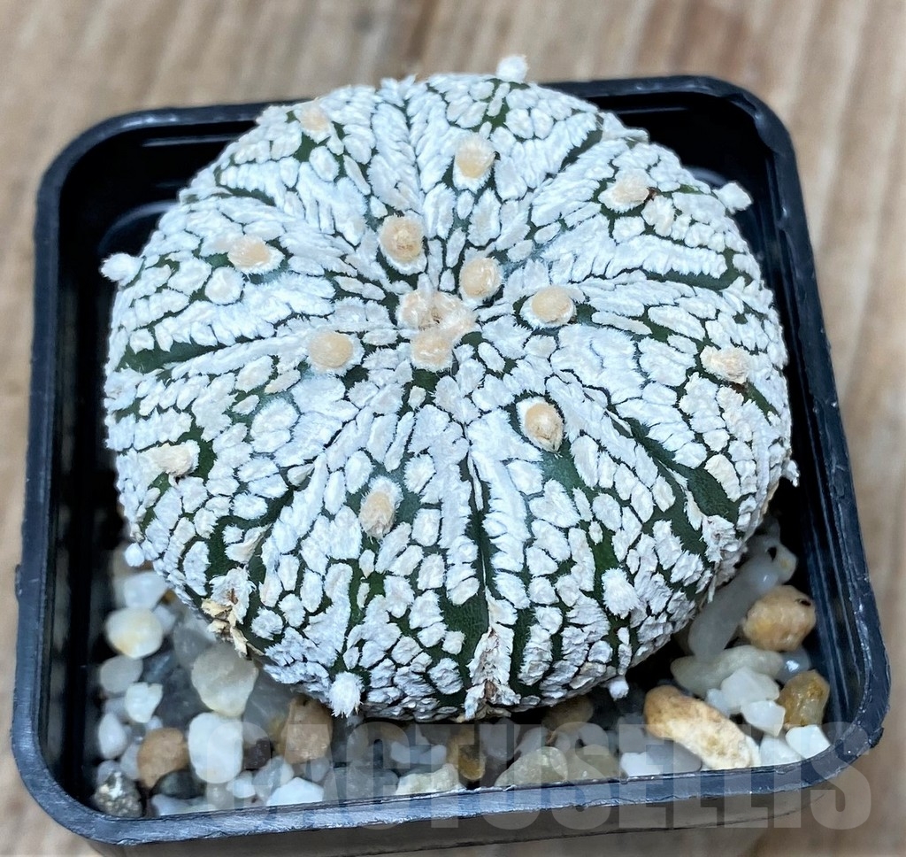 SHPR9991 Astrophytum asterias 'Super Kabuto'