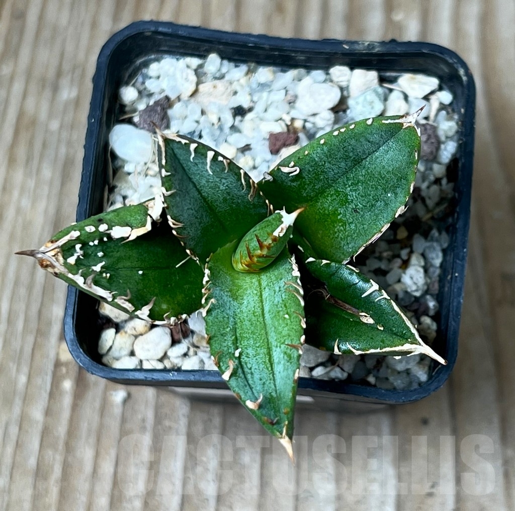 SHPR16092 Agave titanota Sierra Mixteca - Image 2
