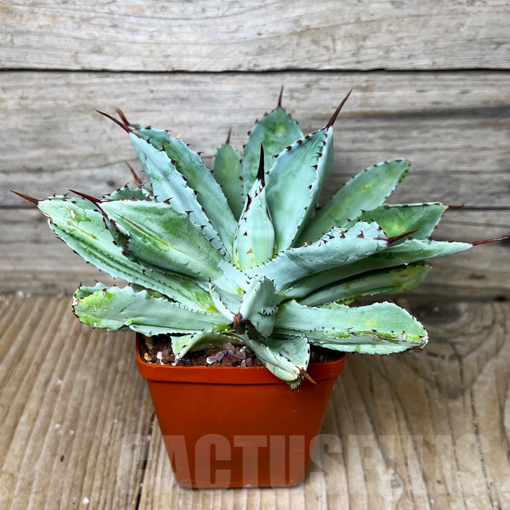 SHPR16100 Agave 'Cubik'