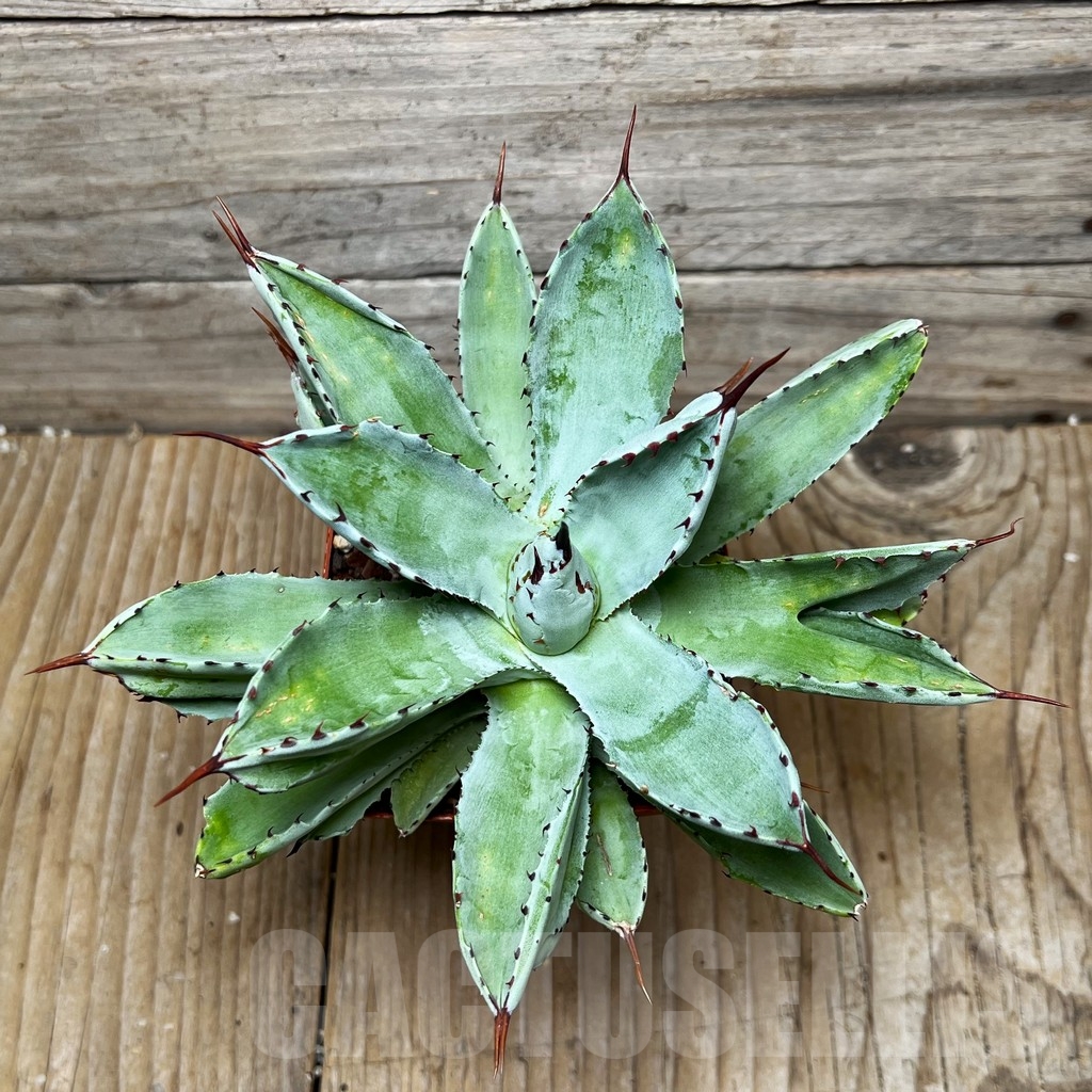 SHPR16100 Agave 'Cubik' - Image 2