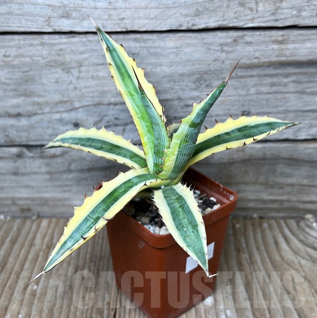 SHPR16102 Agave xylonacantha 'Frostbite'