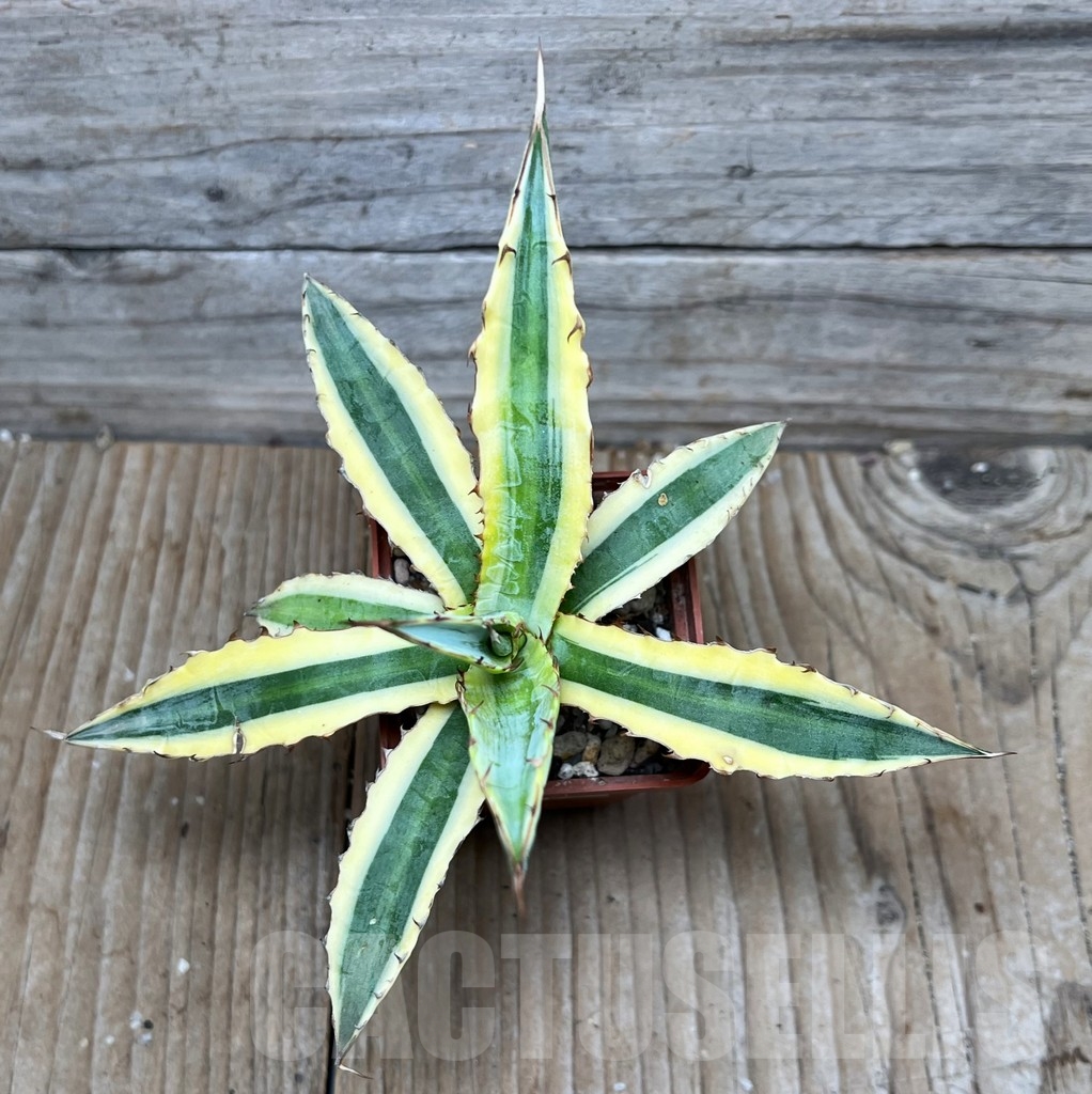 SHPR16102 Agave xylonacantha 'Frostbite' - Image 2