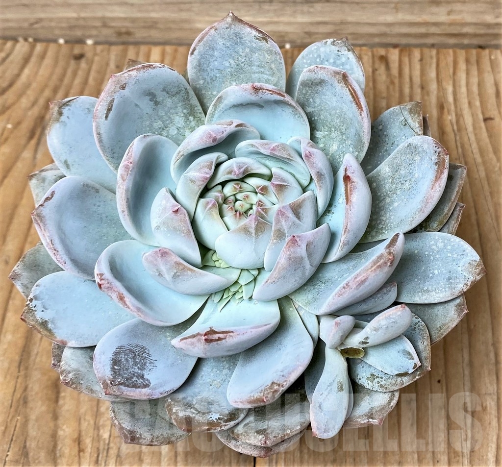 SHPR16109 Echeveria Snow angel