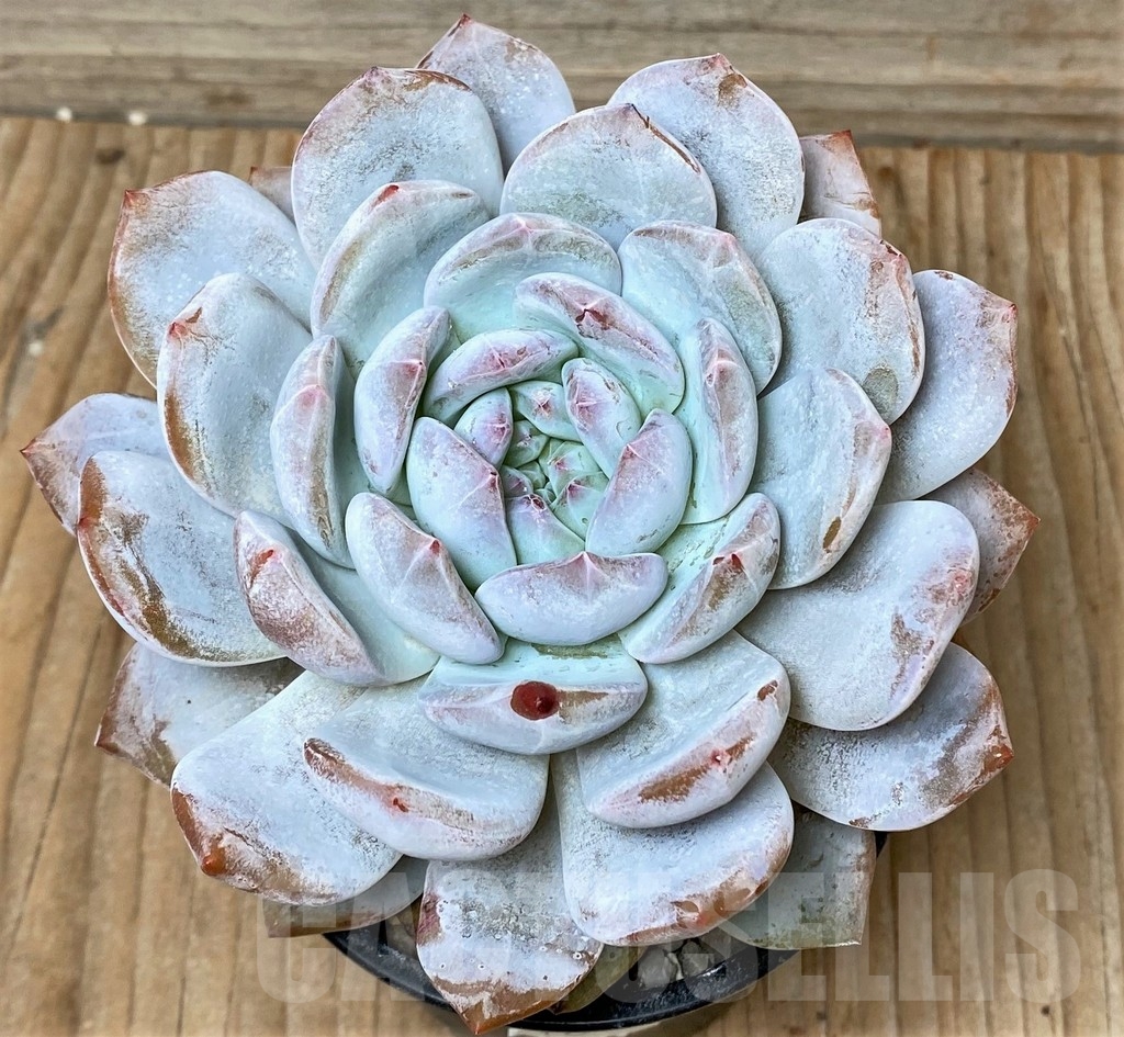 SHPR16110 Echeveria Snow angel