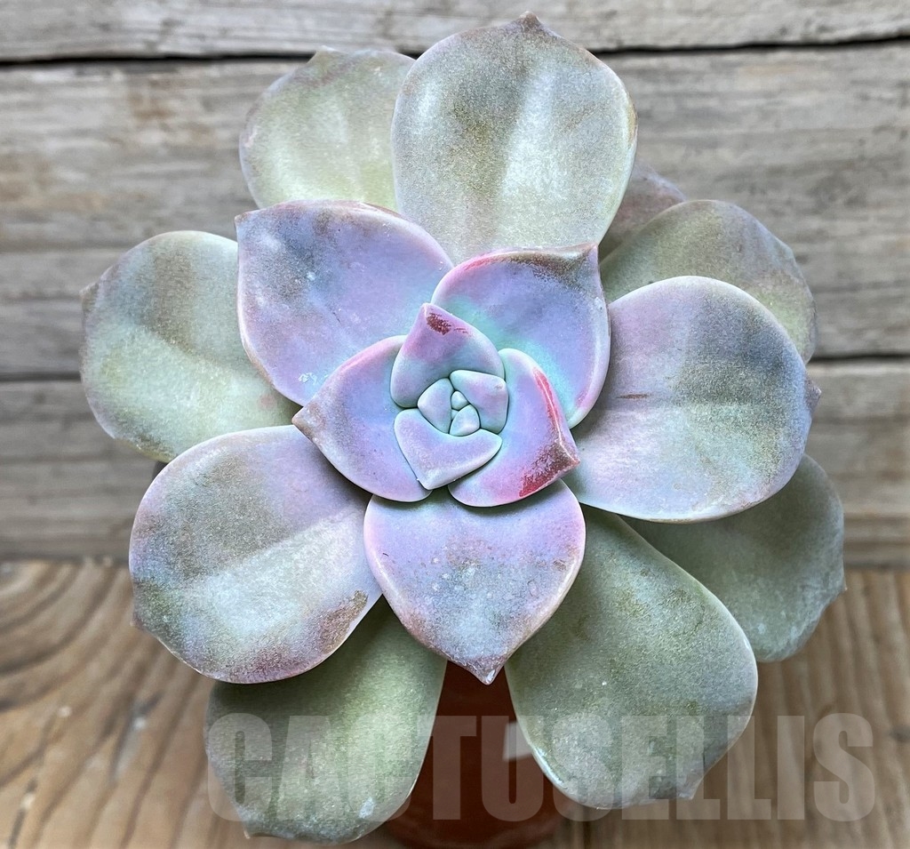 SHPR16111 Graptopetalum 'Snow White'