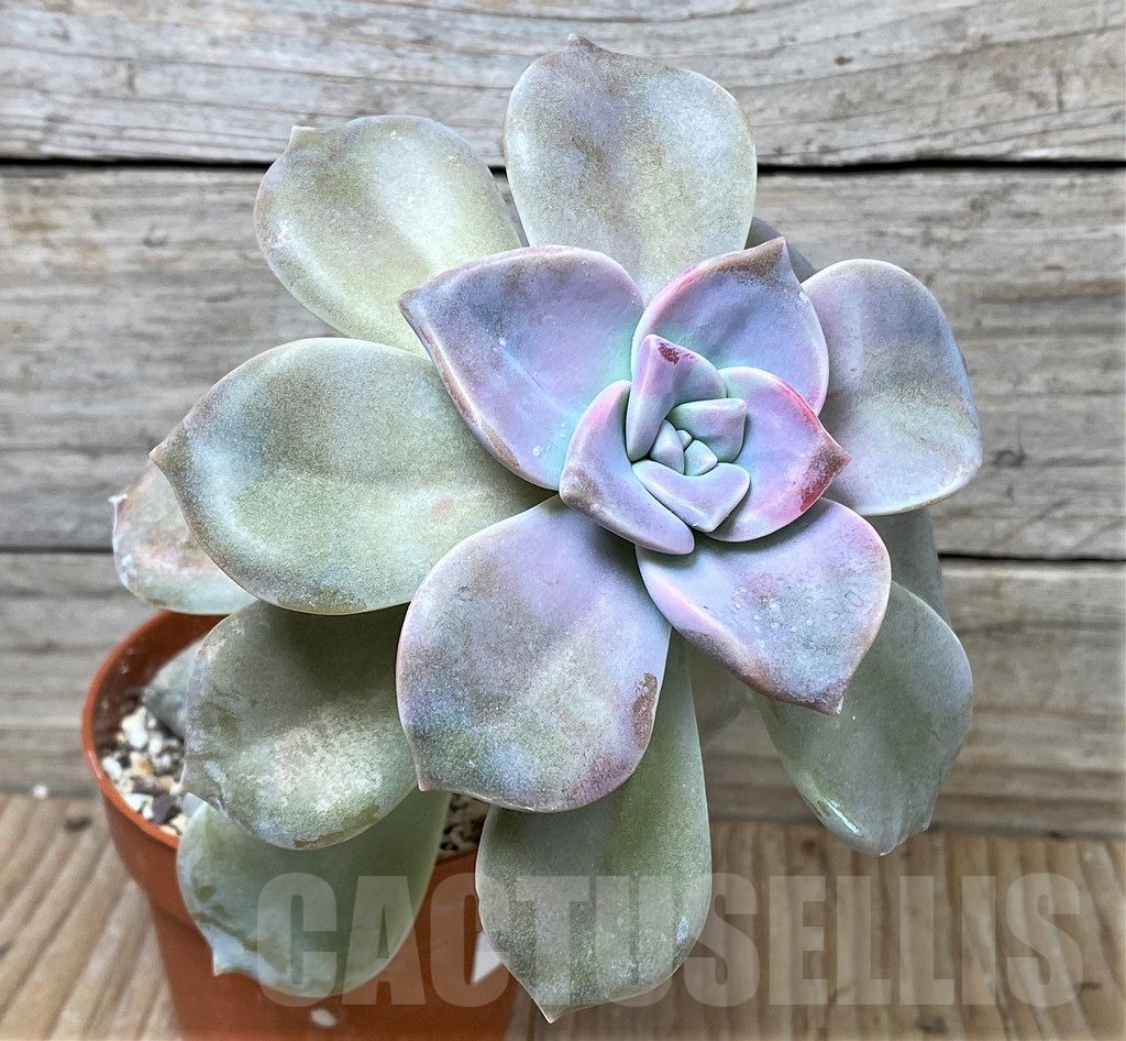 SHPR16111 Graptopetalum 'Snow White' - Image 2