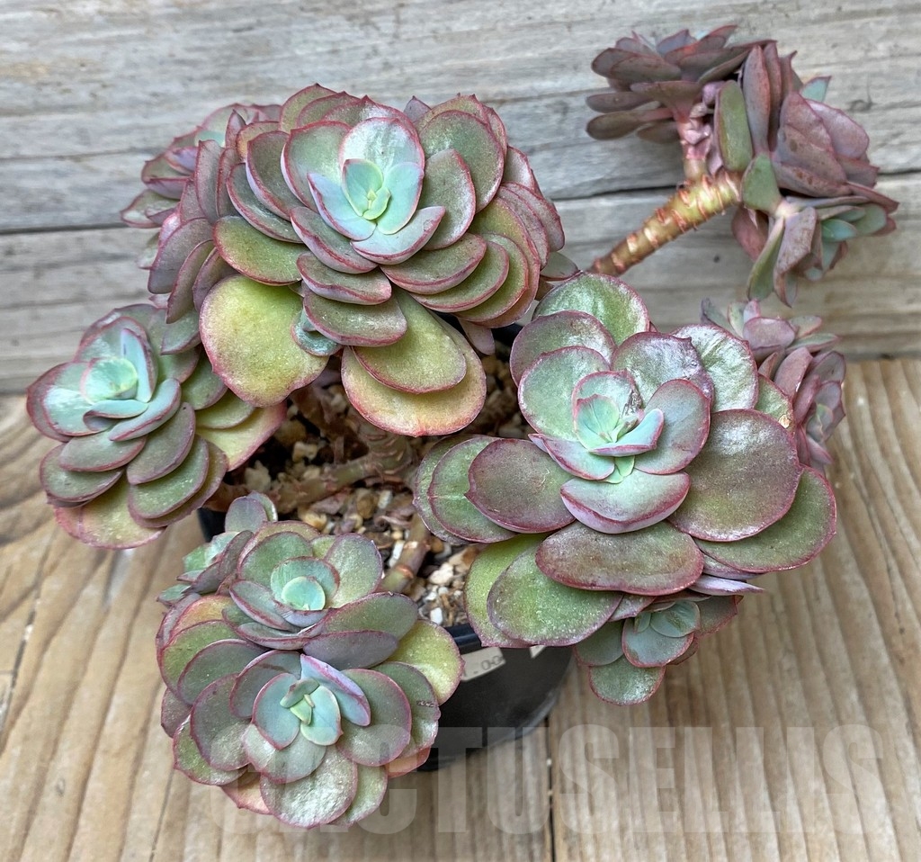SHPR16113 Echeveria 'Suyon', multi heads - Image 2