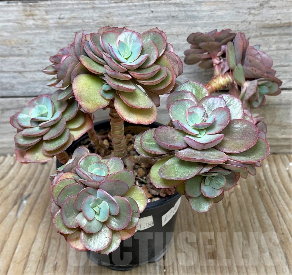 SHPR16113 Echeveria 'Suyon', multi heads