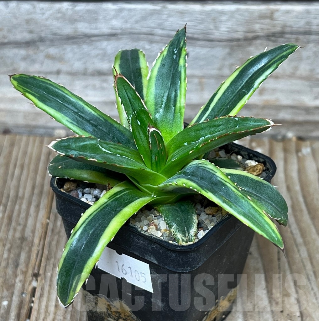 SHPR16105 Agave filifera cv. compacta f. variegata