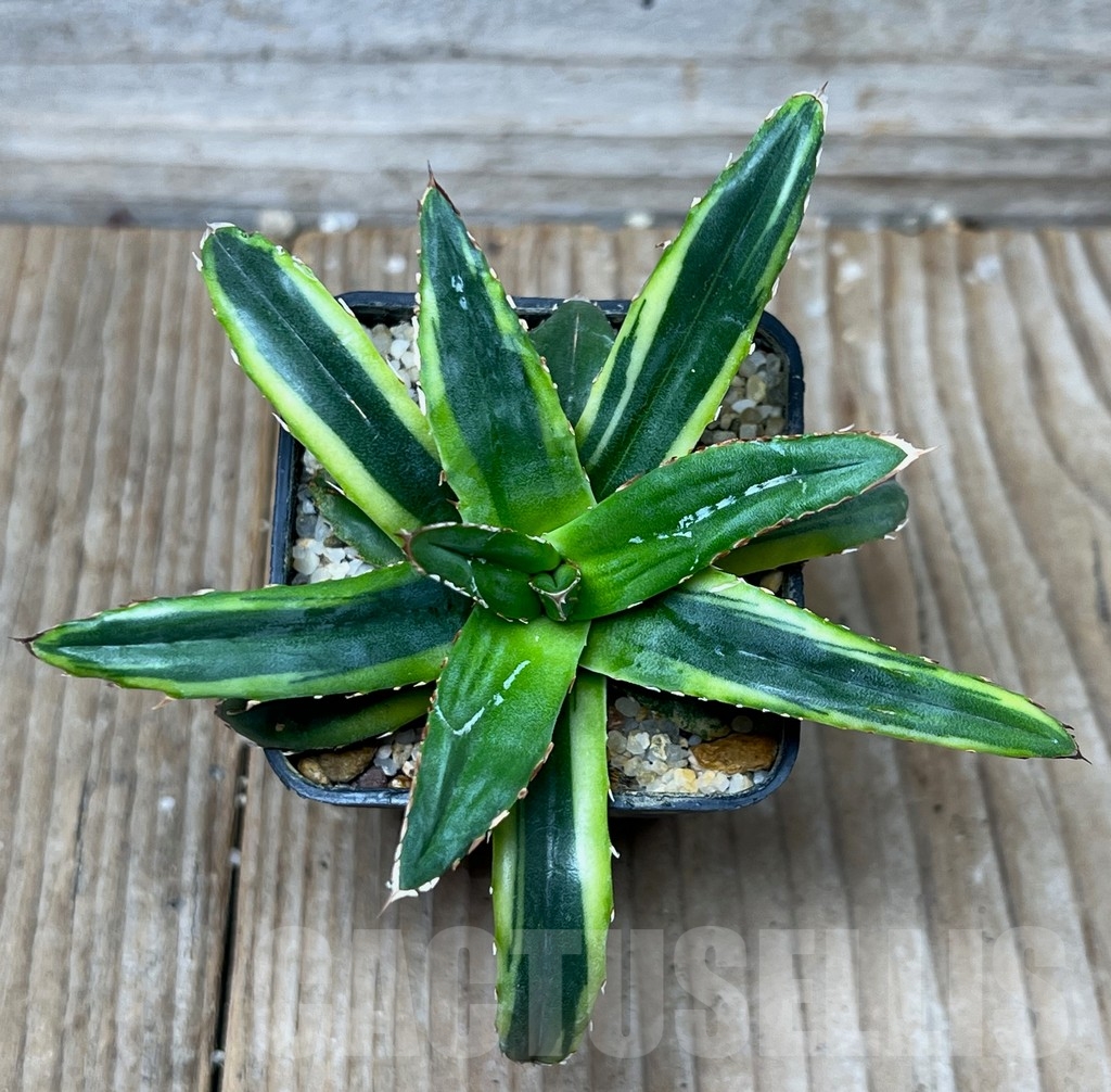 SHPR16105 Agave filifera cv. compacta f. variegata - Image 2