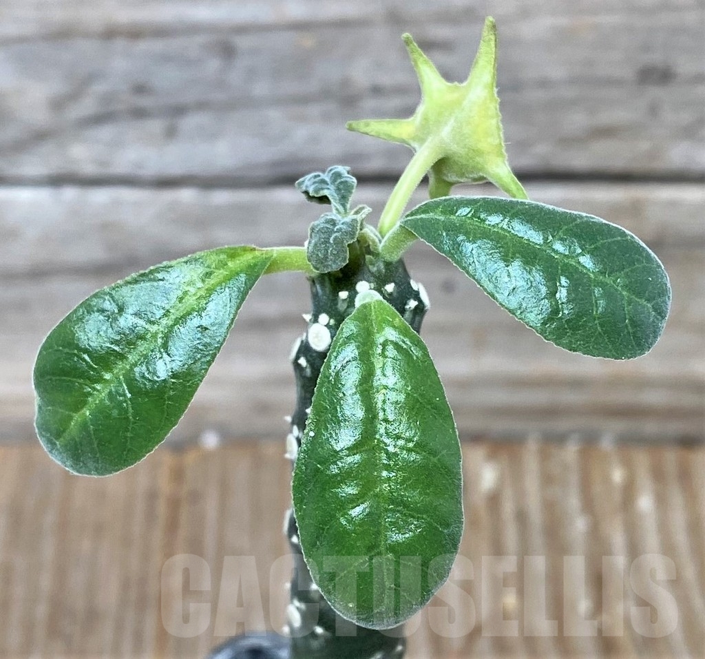 SHPR16114 Dorstenia sp. -USA-