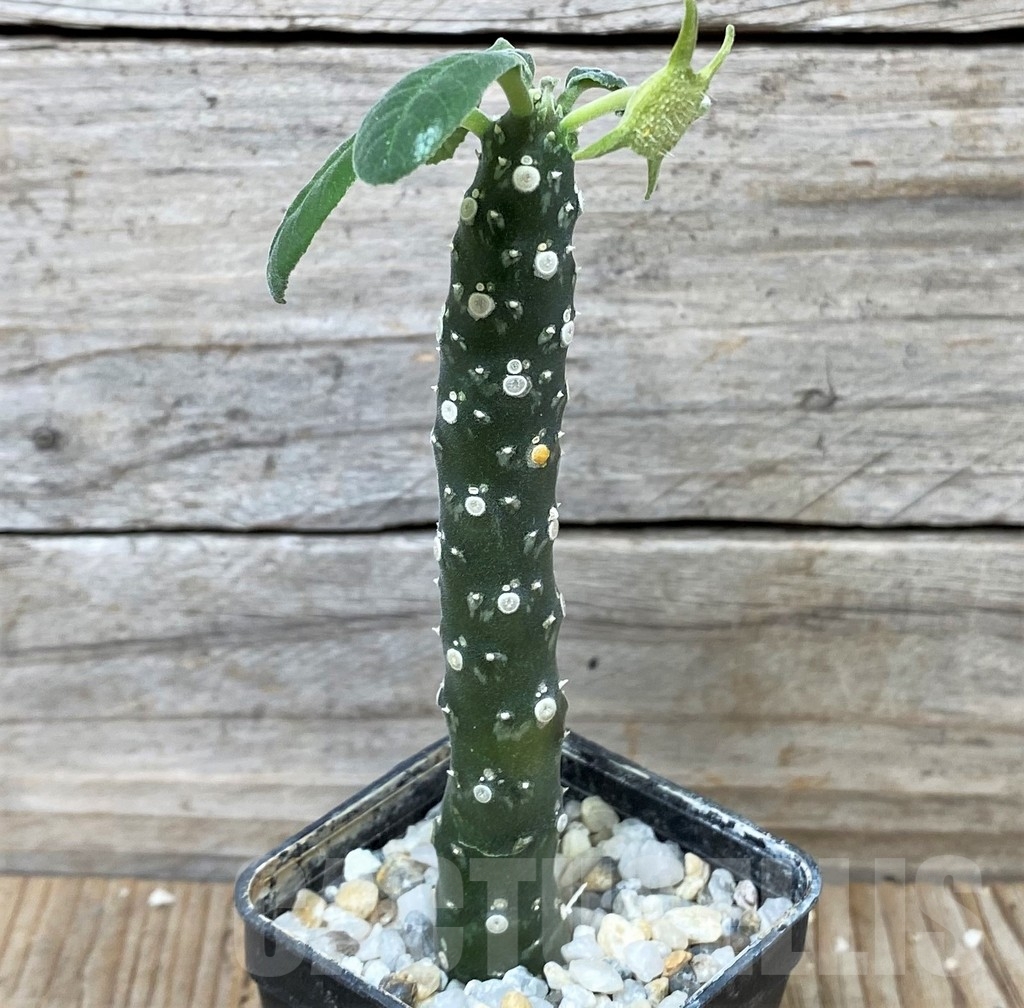 SHPR16114 Dorstenia sp. -USA- - Image 2