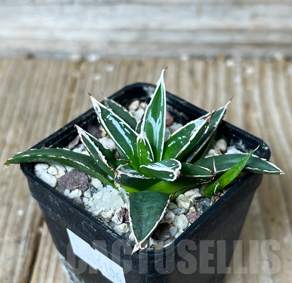 Agave victoriae-reginae 「special」 235 Agave Victoriae Reginae (Queen Victoria) – J.J. Growers Nursery