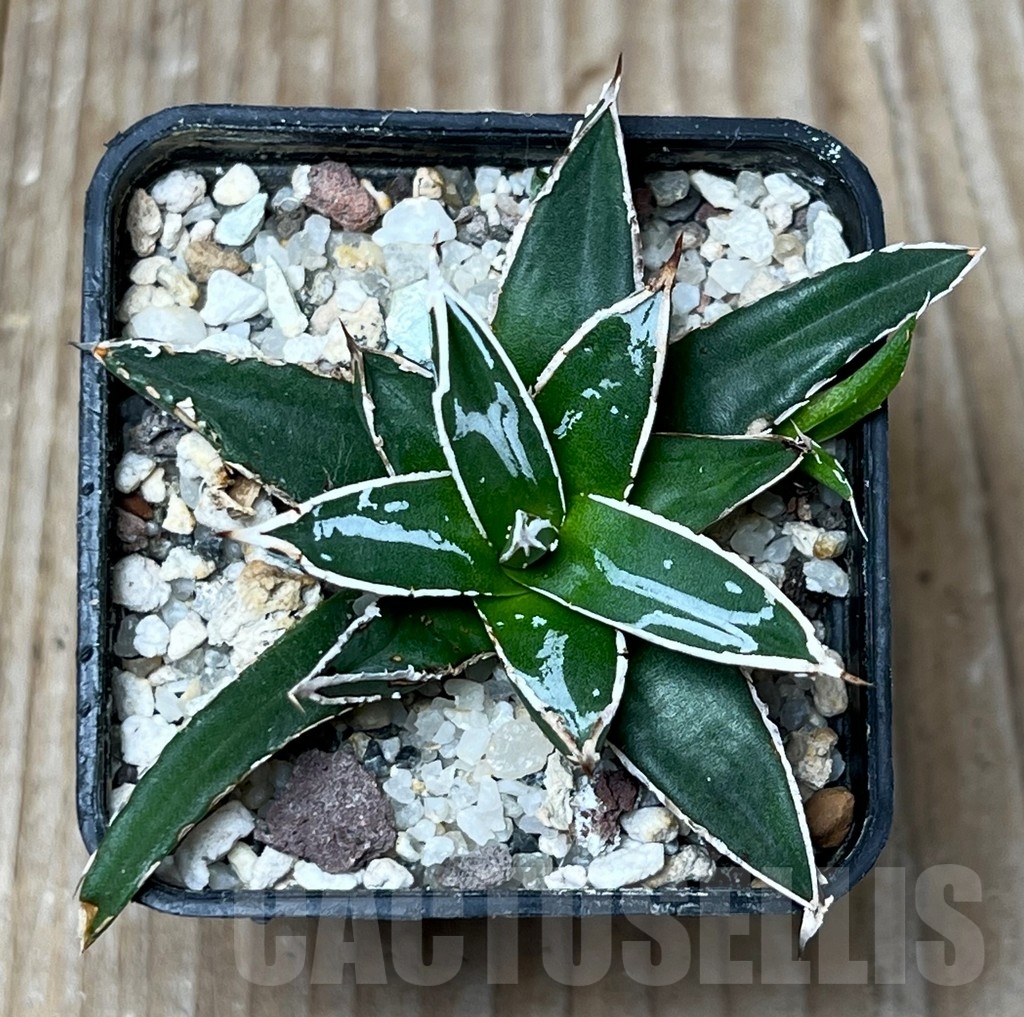 SHPR16106 Agave victoriae-reginae 'Himeson-no-yuki'