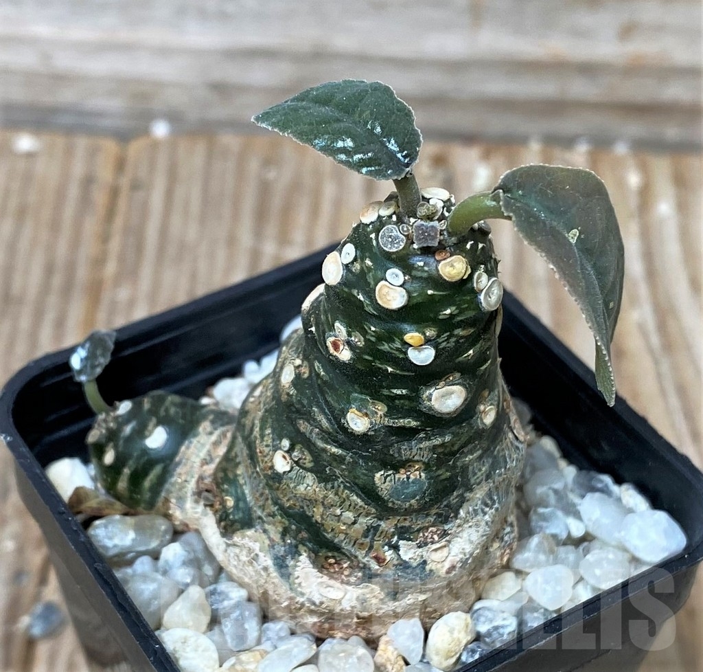 SHPR16115 Dorstenia foetida