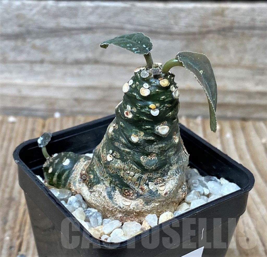 SHPR16115 Dorstenia foetida - 画像 (2)