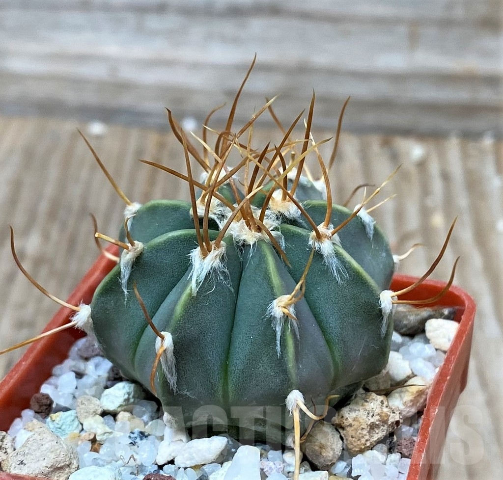 SHPR16117 Astrophytum capricorne v. aureum x asterias - Image 2