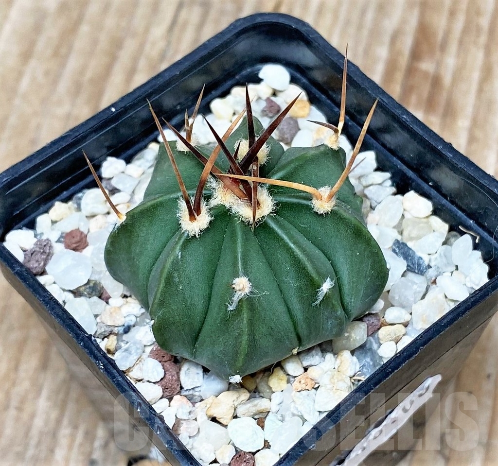 SHPR16118 Astrophytum capricorne v. aureum x asterias