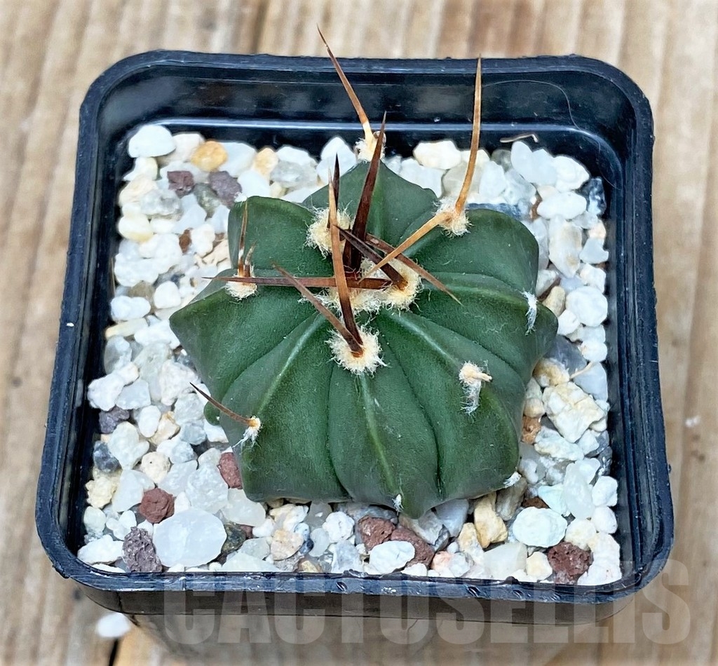 SHPR16118 Astrophytum capricorne v. aureum x asterias - Image 2