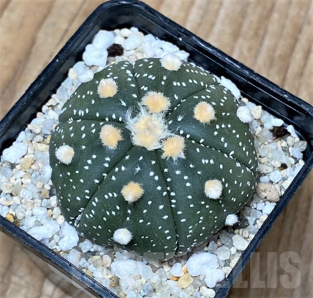 SHPR16123 Astrophytum asterias 'Ooibo' 6 ribs - Image 2