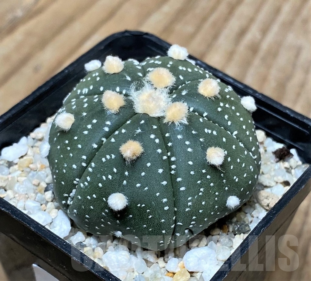 SHPR16123 Astrophytum asterias 'Ooibo' 6 ribs