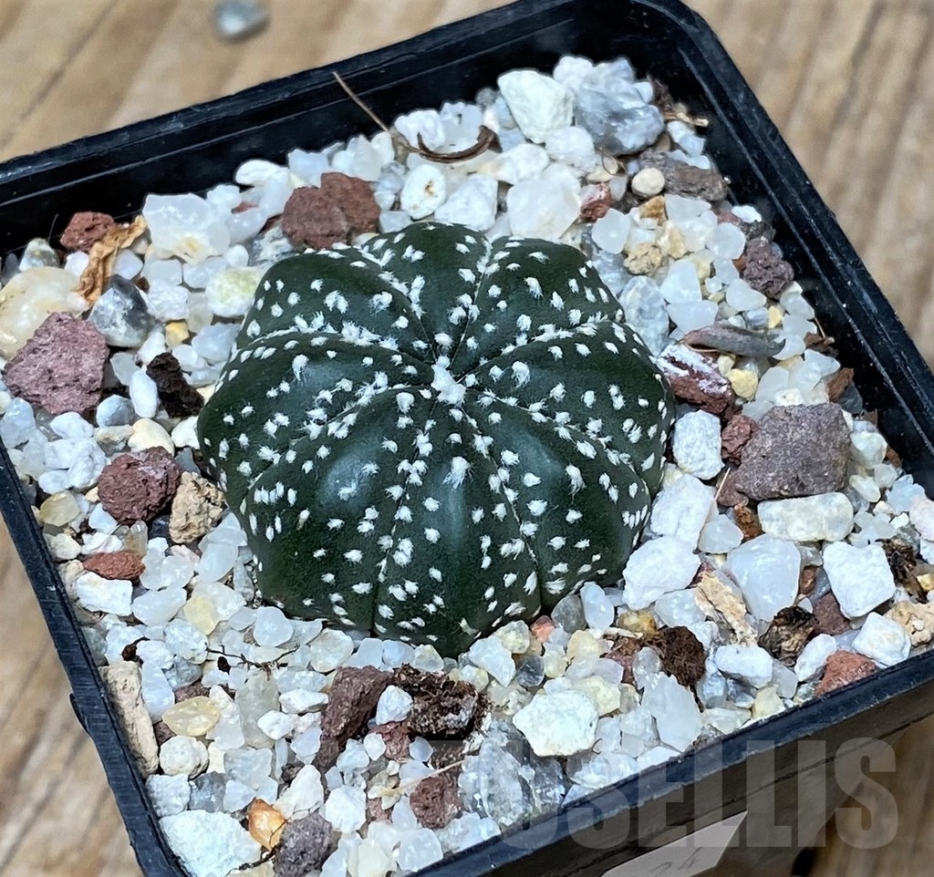 SHPR16124 Astrophytum asterias hybrid