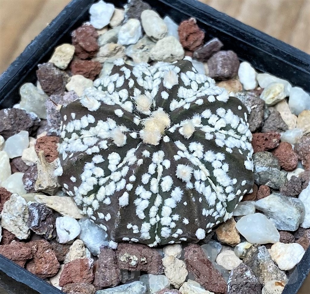 SHPR16125 Astrophytum asterias ‘Super Kabuto’ x crassispinoides