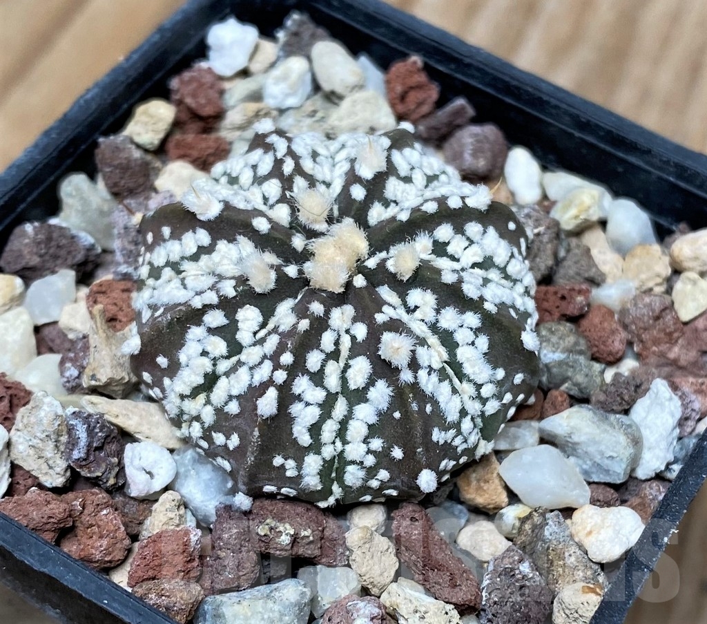 SHPR16125 Astrophytum asterias ‘Super Kabuto’ x crassispinoides - Image 2