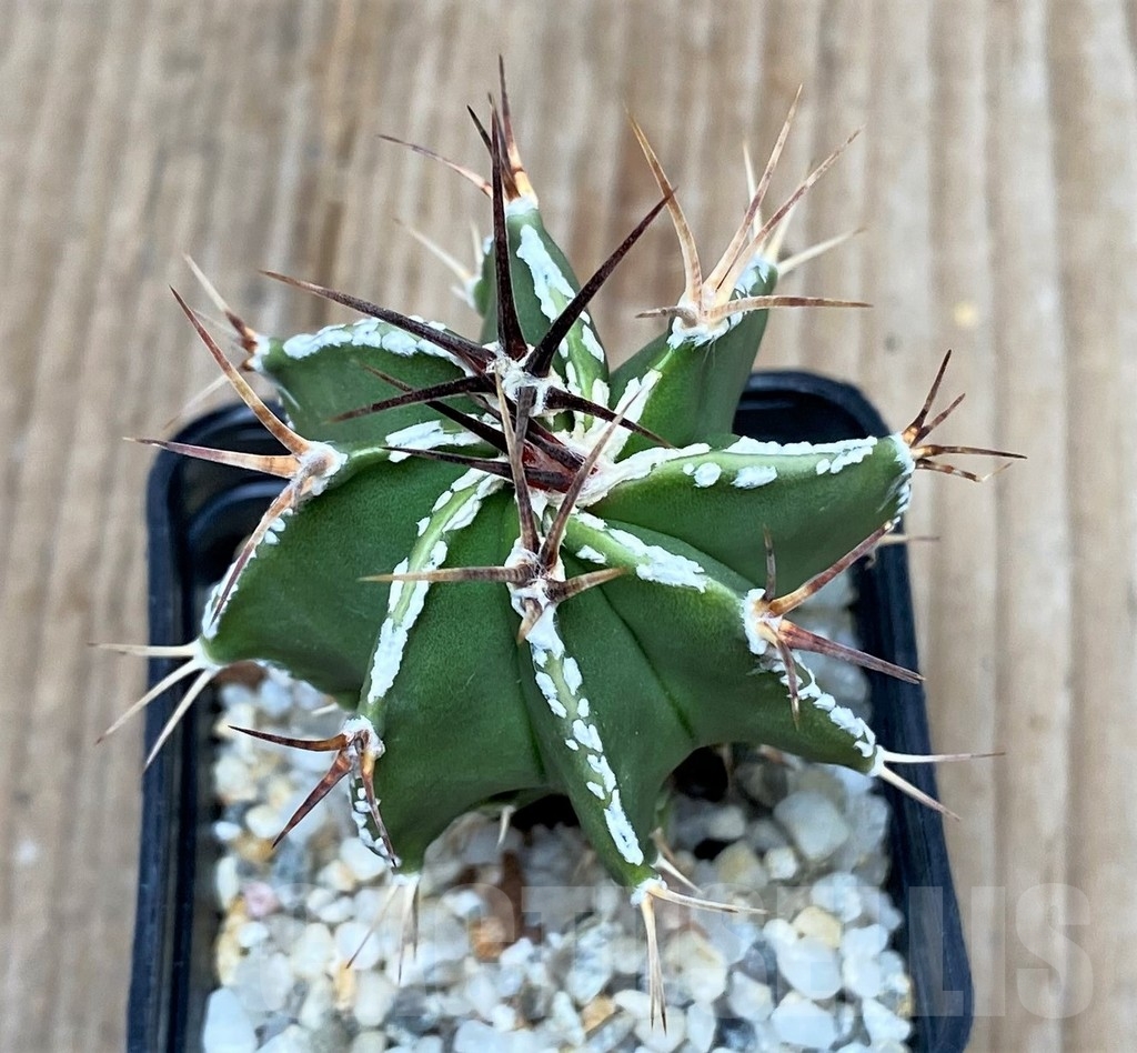 SHPR16130 Astrophytum ornatum hybrid - Image 2