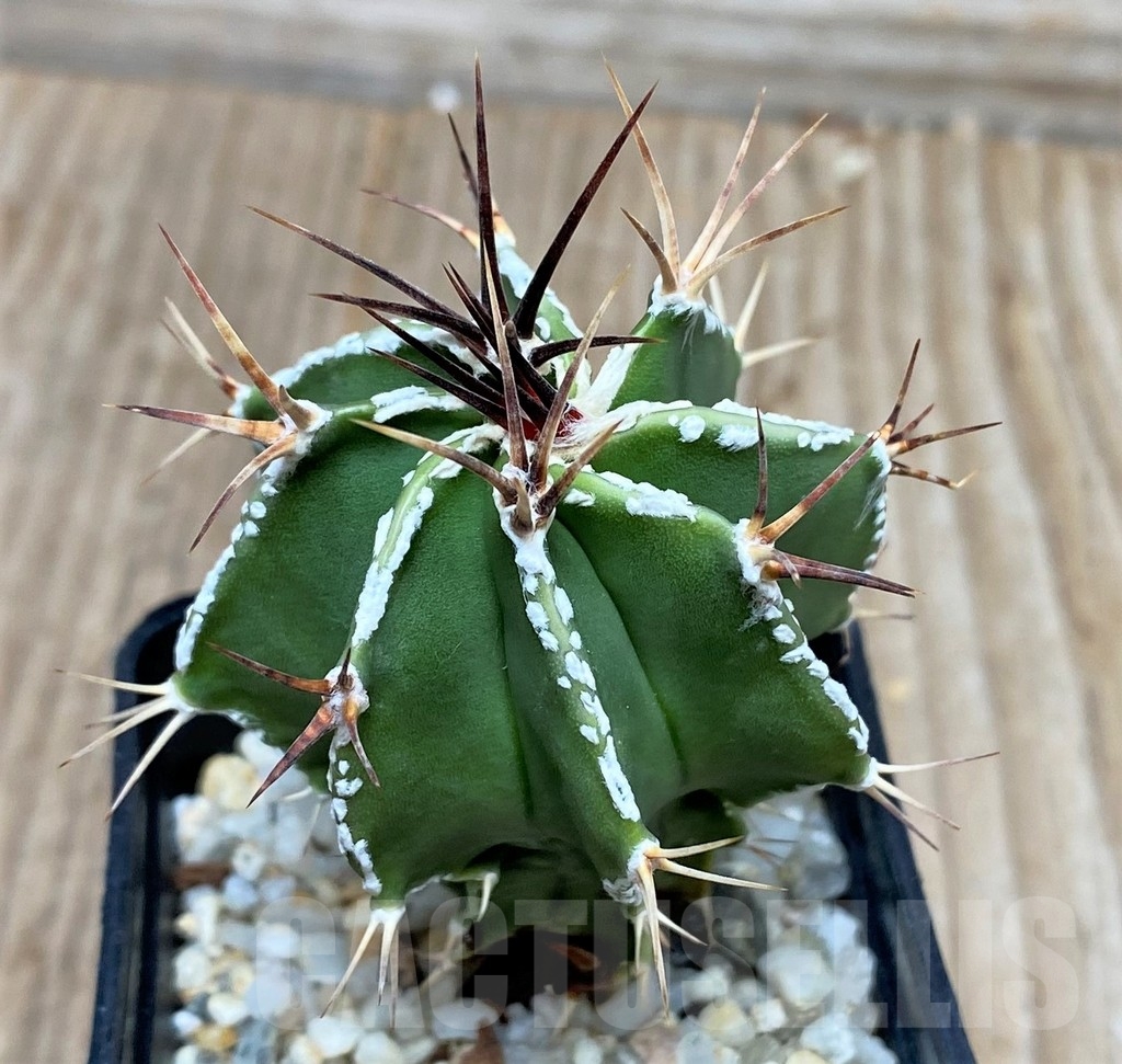 SHPR16130 Astrophytum ornatum hybrid