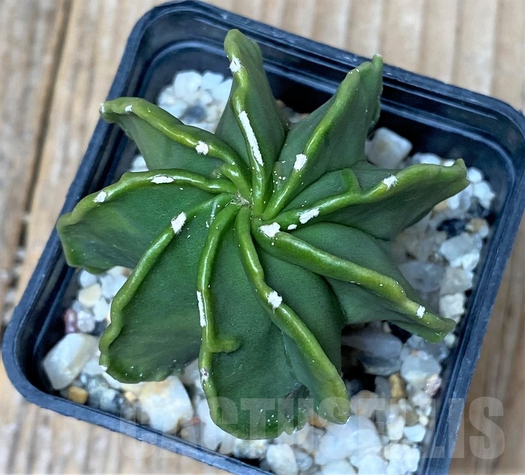 SHPR16133 Astrophytum myriostigma v. nudum f. multicostatum