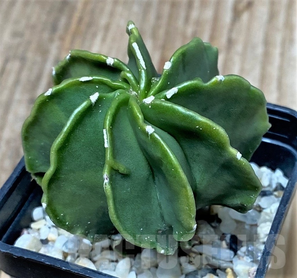 SHPR16133 Astrophytum myriostigma v. nudum f. multicostatum - Зображення 2