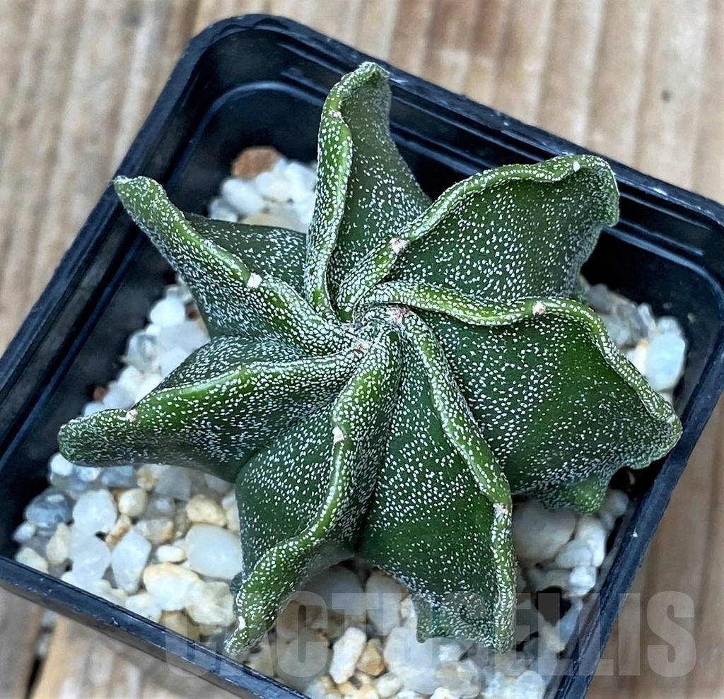 SHPR16134 Astrophytum myriostigma v. nudum f. multicostatum – Bild 2