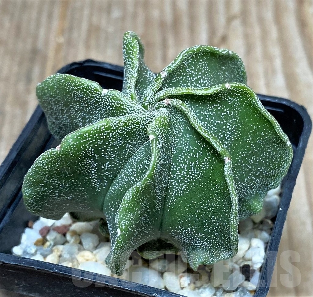 SHPR16134 Astrophytum myriostigma v. nudum f. multicostatum