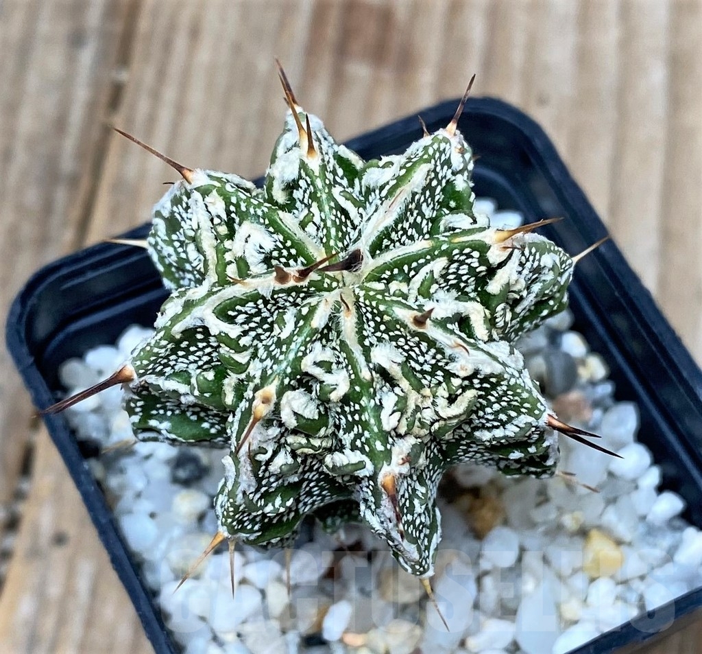 SHPR16136 Astrophytum ornatum 'Fukuryu'
