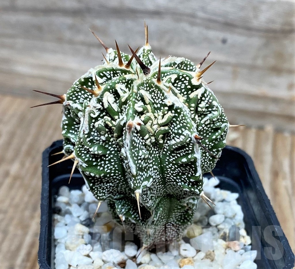SHPR16136 Astrophytum ornatum 'Fukuryu' – Bild 2