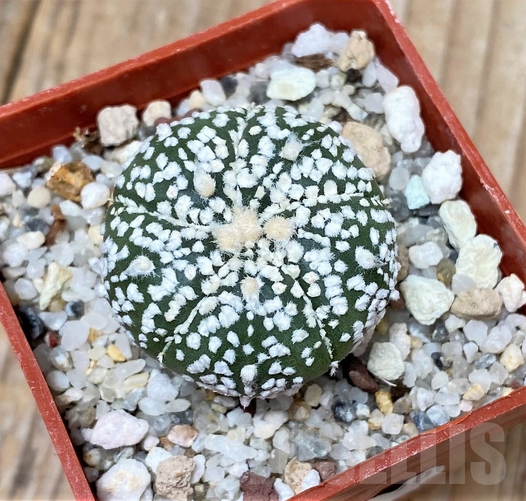 SHPR16138 Astrophytum asterias ‘Super Kabuto’ 5 ribs