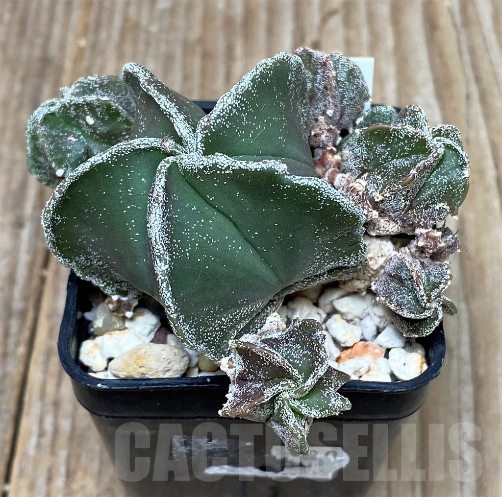 SHPR16140 Astrophytum myriostigma f. monstrose – Image 2