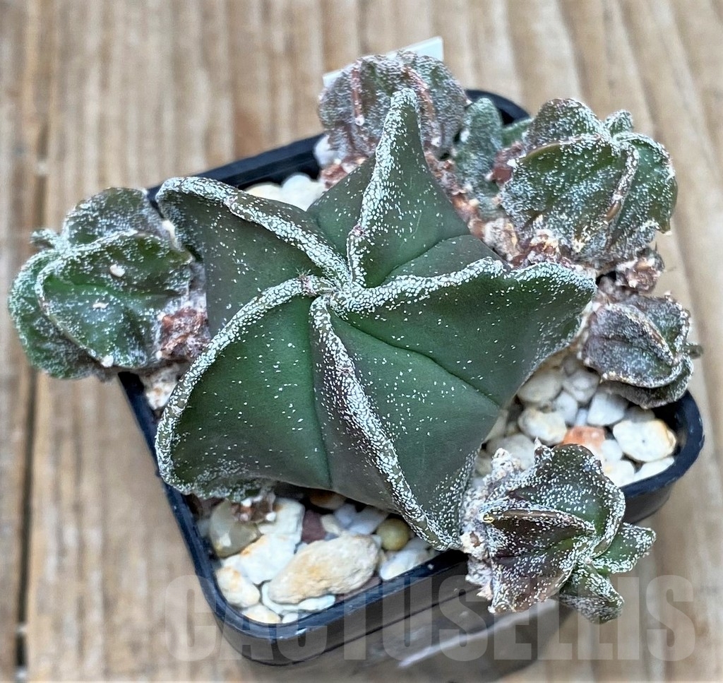 SHPR16140 Astrophytum myriostigma f. monstrose