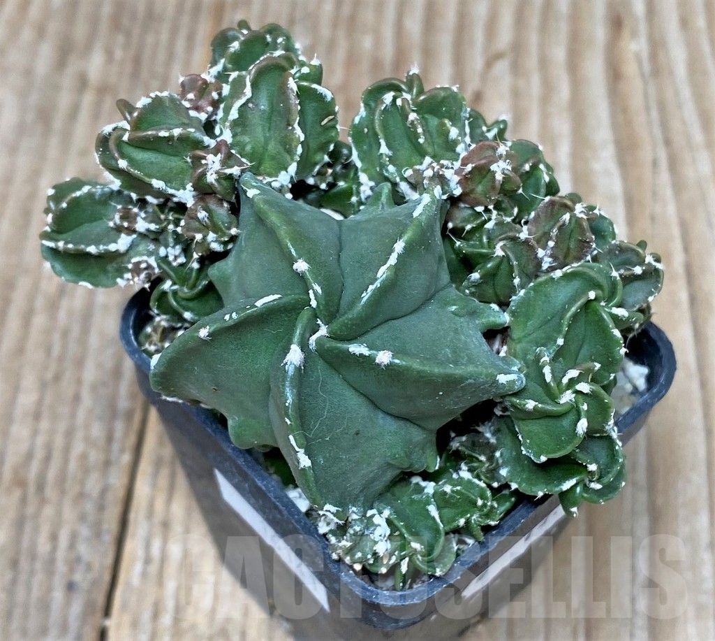 SHPR16141 Astrophytum myriostigma f. monstrose